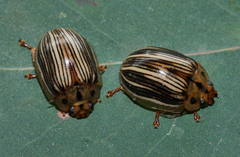 Paropsisterna insignita