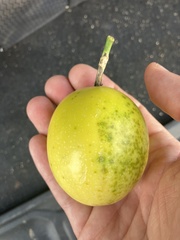 Passiflora edulis flavicarpa