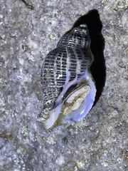 Acanthinucella punctulata