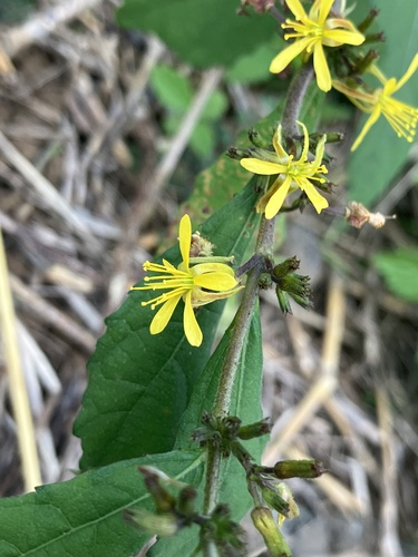 Triumfetta semitriloba observed 2022-12-16