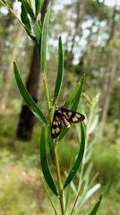 Eressa geographica