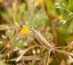 Hednota pleniferellus