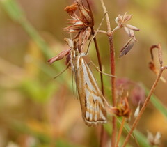 Hednota pleniferellus