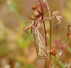 Hednota pleniferellus