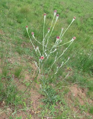 Senecio discodregeanus