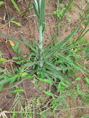 Senecio discodregeanus