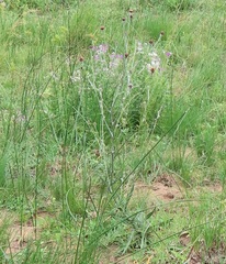 Senecio discodregeanus