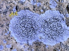 Caliciaceae
