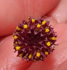 Senecio discodregeanus