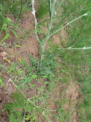 Senecio discodregeanus