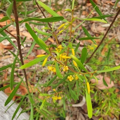 Persoonia sericea