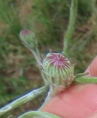 Senecio discodregeanus
