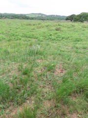 Senecio discodregeanus