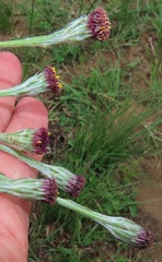 Senecio discodregeanus