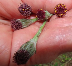 Senecio discodregeanus