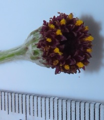 Senecio discodregeanus