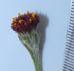 Senecio discodregeanus