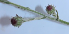 Senecio discodregeanus