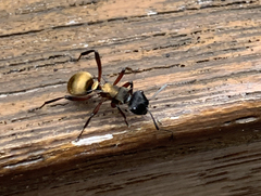 Polyrhachis rufifemur