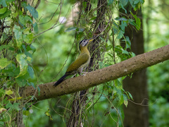 Picus vittatus