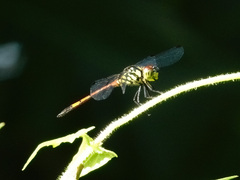 Agrionoptera insignis