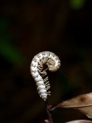 Arthrophaga myriapodina