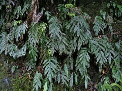 Blechnum colensoi
