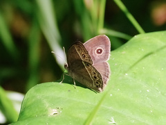 Mycalesis perseoides