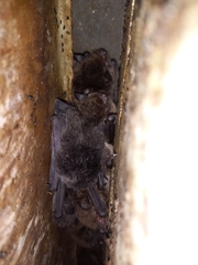 Myotis