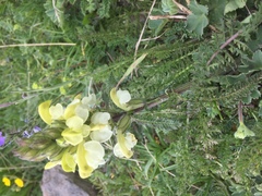 Pedicularis sibthorpii