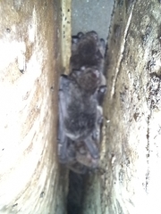 Myotis