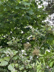 Rhipidura fuliginosa placabilis