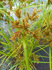 Cyperus exaltatus