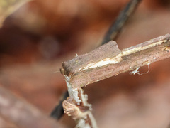 Lophoptera