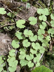 Hydrocotyle moschata
