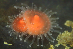 Corynactis californica