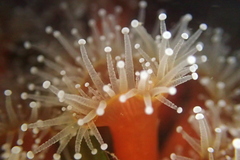 Corynactis californica