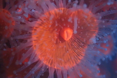 Corynactis californica