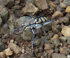 Chaetodera regalis