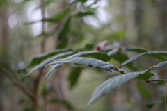 Alectryon tomentosus