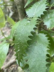 Urtica ferox