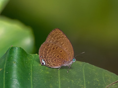 Arhopala major