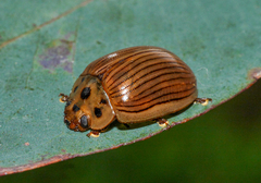 Paropsisterna intacta