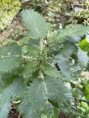 Urtica ferox
