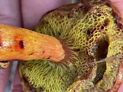 Aureoboletus flaviporus