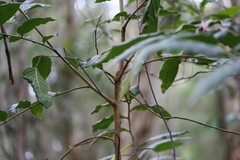 Alectryon tomentosus