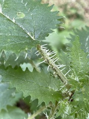 Urtica ferox