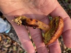 Aureoboletus flaviporus