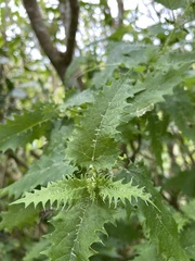 Urtica ferox