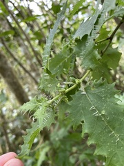 Urtica ferox